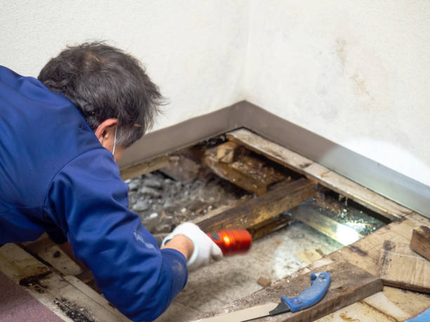 Best Post-Remediation Services in Alderton, WA