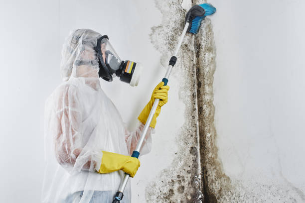 Best Industrial Mold Remediation in Alderton, WA