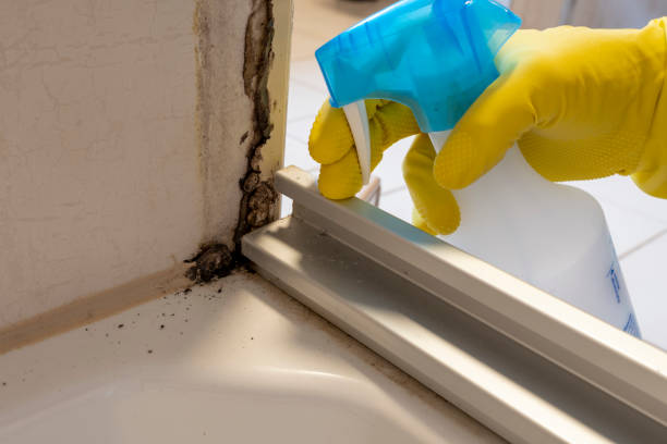 Best Bathroom Mold Remediation in Alderton, WA