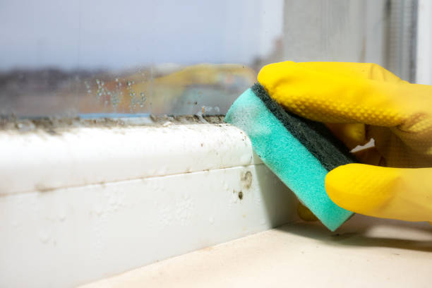 Best Industrial Mold Remediation in Alderton, WA
