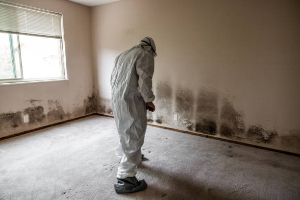 Best Post-Flood Mold Remediation in Alderton, WA