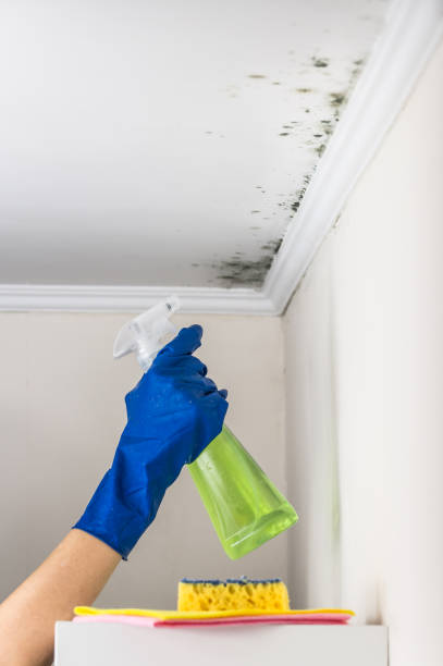 Best Preventive Mold Services in Alderton, WA